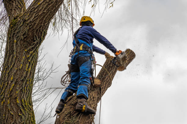 Best Tree Mulching  in Montevideo, MN