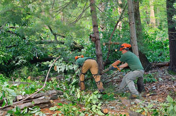 Best Tree Disease Treatment  in Montevideo, MN