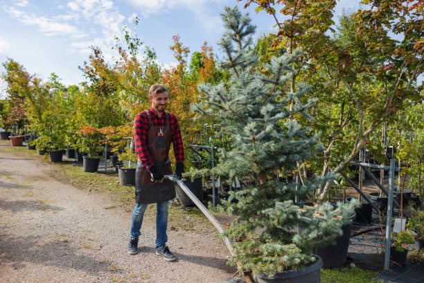Reliable Montevideo, MN Tree Services Solutions