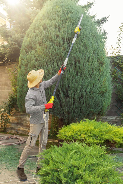Best Organic Lawn Care Solutions  in Montevideo, MN