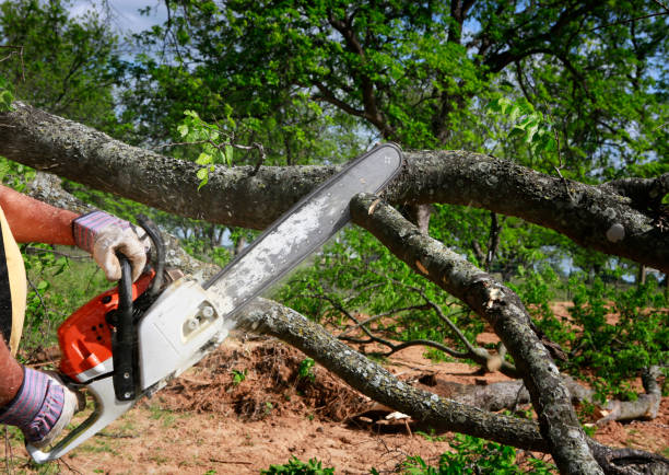Best Hazardous Tree Removal  in Montevideo, MN